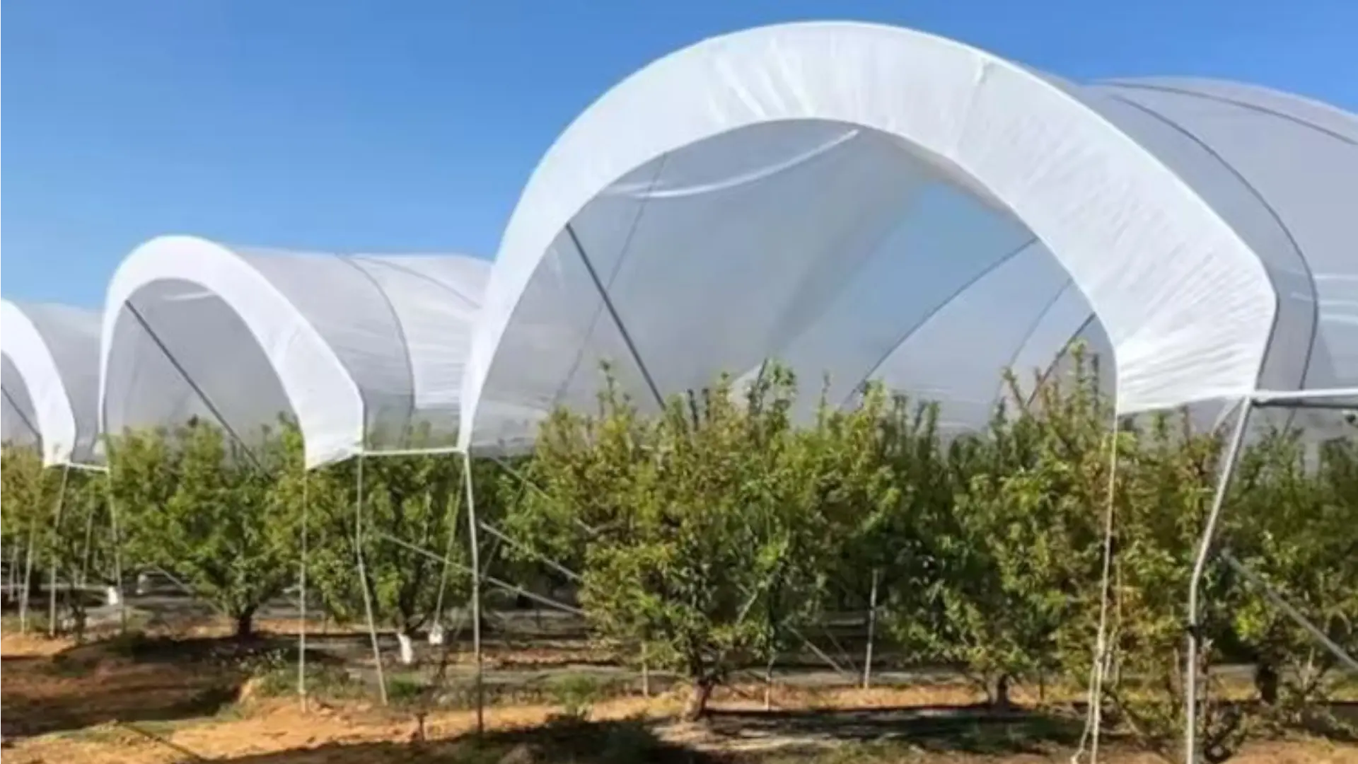 Agricultural transformation case studies Shade net farming success stories