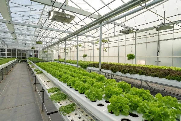 Hydroponic NFT system inside a greenhouse
