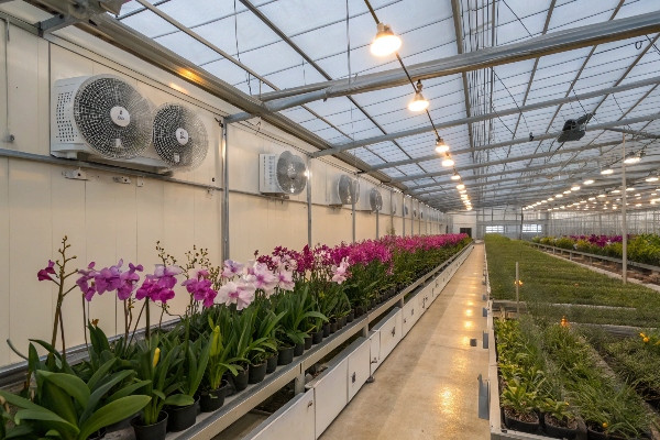 Greenhouse showing ventilation and fan systems for orchid growing