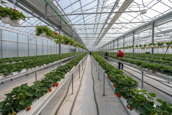 Commercial strawberry greenhouse with rows of elevated growing systems