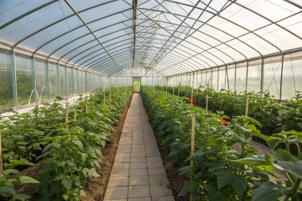 Interior of polycarbonate greenhouse showing plants thriving