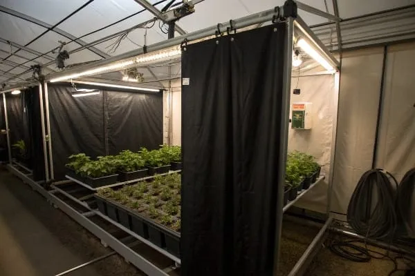 Automated blackout curtain system in a cannabis greenhouse showing light deprivation implementation