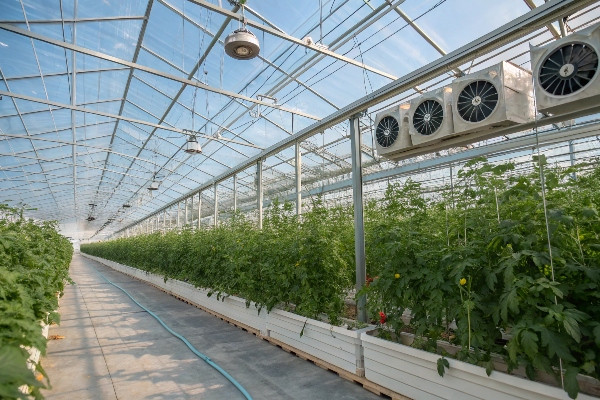 Modern greenhouse showing roof vents and circulation fans