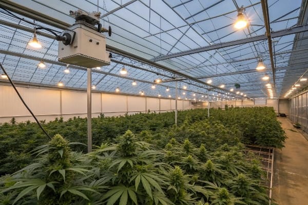 glass cannabis greenhouse glass cannabis greenhouse