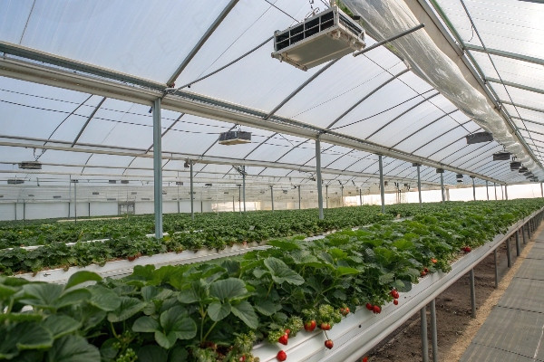 Strawberry greenhouse with automated roof vents and shade screens deployed