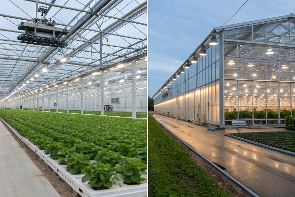 A split image showing a high-tech research greenhouse and a large-scale commercial production greenhouse