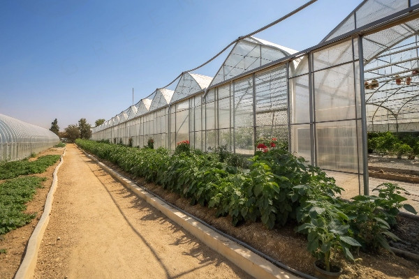 Greenhouse height comparison diagram
