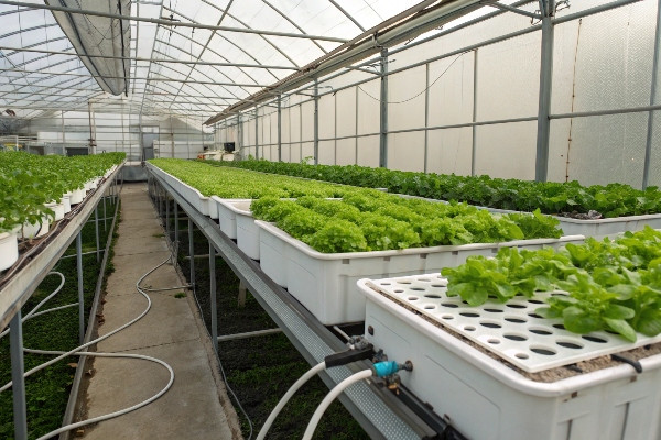 Ebb and flow hydroponic system greenhouse