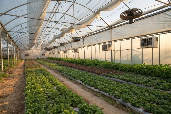 Passive cooling solutions for greenhouses