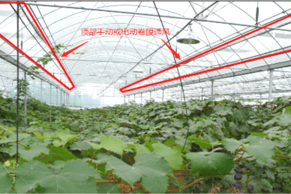 cool greenhouse hot climate design technologies Cool greenhouse hot climate design