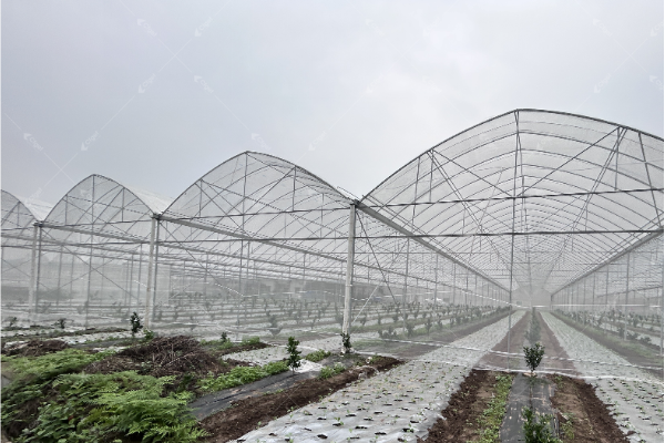 Greenhouse with large roof vents open in a tropical setting
