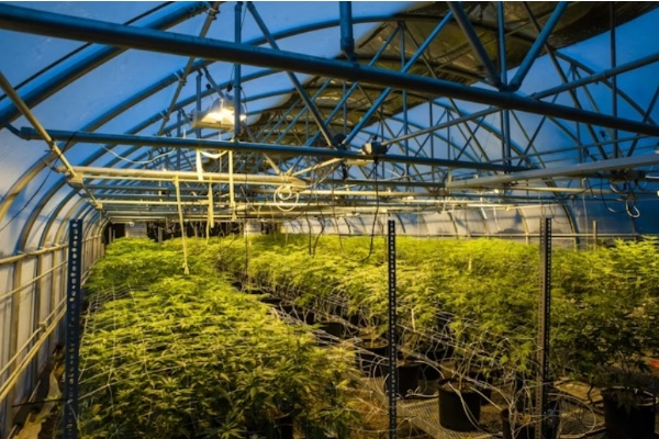 A split image showing a light deprivation greenhouse on one side and a vertical indoor farm on the other