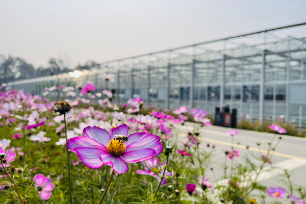 Examples of greenhouse failures with normal glass
