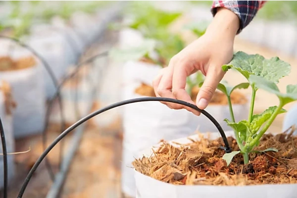 subsurface drip irrigation setup