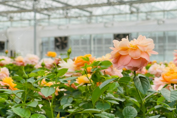 Venlo roof vs dome-shaped greenhouse roofs