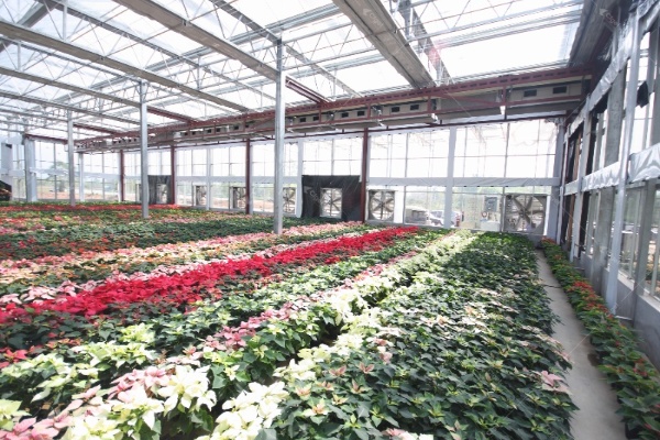Freestanding vs gutter-connected greenhouse structures