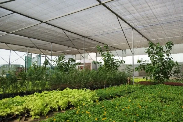 Split view showing an open greenhouse with large vents next to a semi-closed greenhouse with HVAC systems