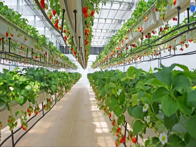 Commercial greenhouse types overview 2024
