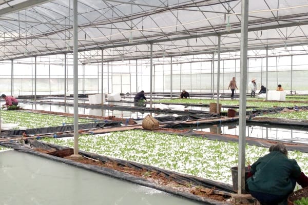 Advanced technology in both farming systems Technology comparison indoor vs light dep