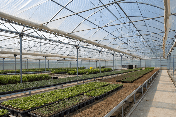 Small greenhouse design for hot climate success