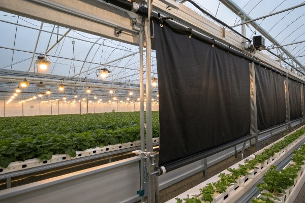 Automated blackout curtain system in light deprivation greenhouse