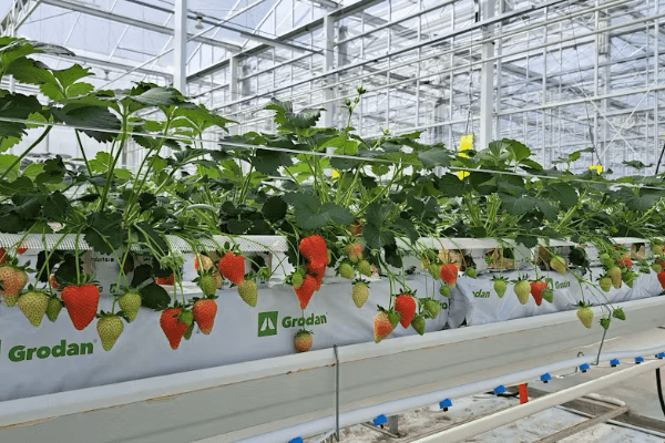 greenhouse structural design comparison types Greenhouse structural design comparison