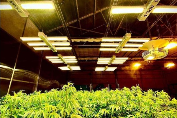 A multi-level vertical farm with pink and blue LED lights over leafy greens