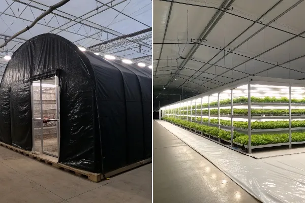 light deprivation vs indoor farming comparison