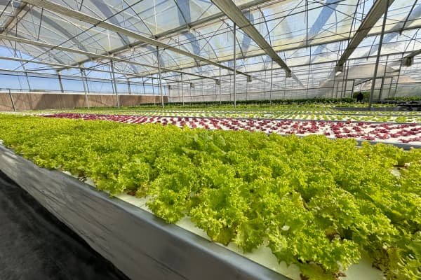leafy greens greenhouse ROI comparison Europe leafy greens greenhouse ROI comparison Europe