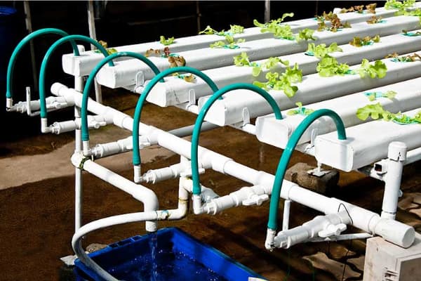 uneven irrigation greenhouse problems uneven irrigation greenhouse problems