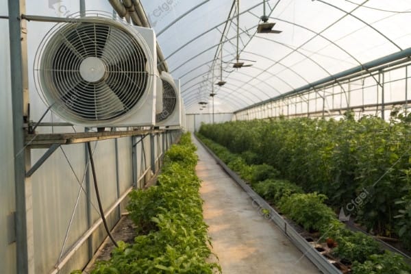 Fan and pad cooling system greenhouse installation