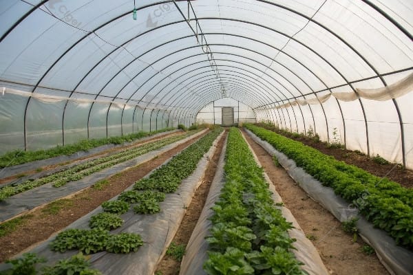 Tunnel greenhouse return on investment Greenhouse investment ROI comparison chart