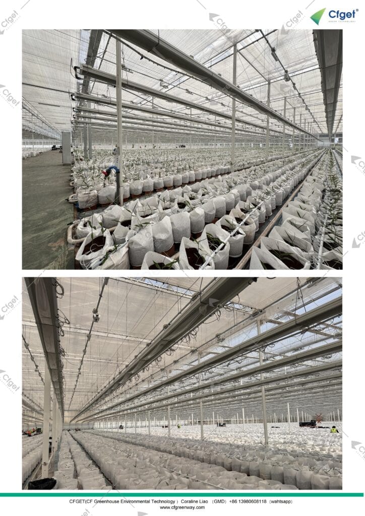 Individual irrigation lines serving substrate grow bags in the CFGET Atlanta ginger and tomato greenhouse project