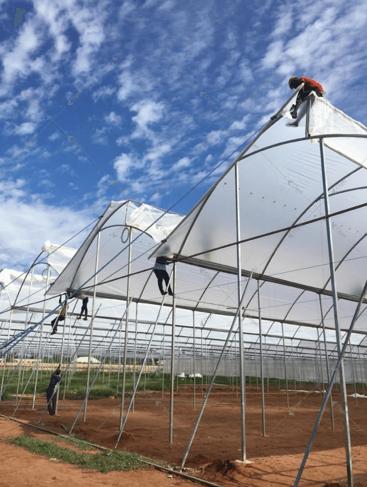 Greenhouse Roof Cleaning
