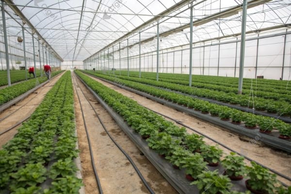 uniform crop quality drip arrows