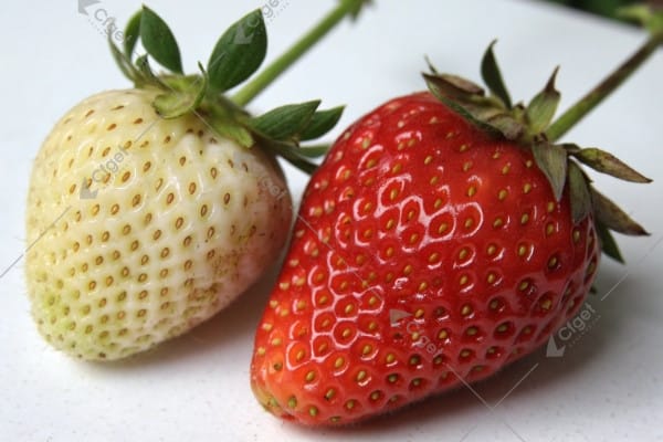 strawberry-quality-spectrum-comparison Strawberry quality comparison light spectrum