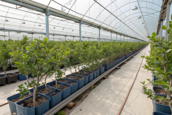 best greenhouse type for commercial blueberry production USA best greenhouse type for commercial blueberry production USA