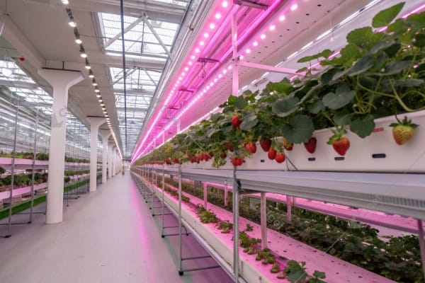 greenhouse-strawberry-led-lighting Greenhouse strawberries under LED lights