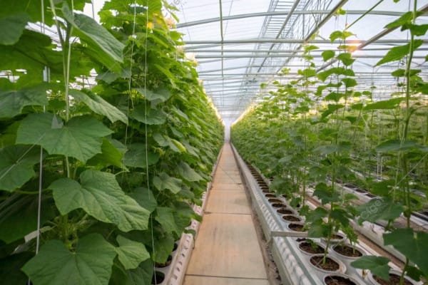 substrate cucumber greenhouse production substrate cucumber greenhouse production