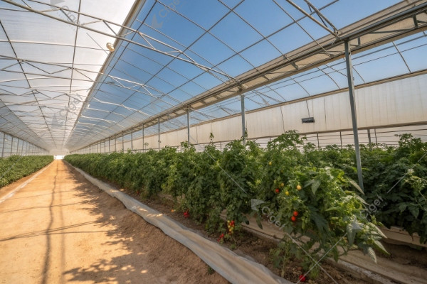 tomato greenhouse cooling system extreme heat Almería Spain tomato greenhouse cooling system extreme heat Almería Spain