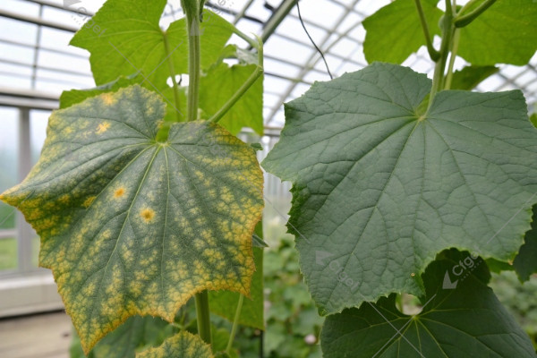 cucumber downy mildew early detection greenhouse scouting cucumber downy mildew early detection greenhouse scouting