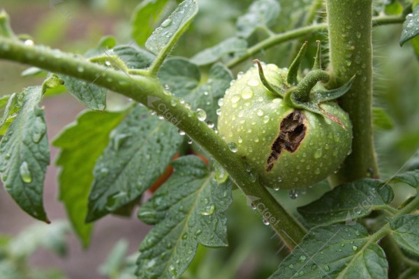 close up of tomato pruning scar and stem lesion wi