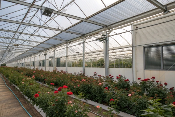 kenya rose greenhouse ventilation shading design kenya rose greenhouse ventilation shading design