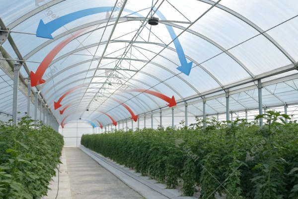 tomato greenhouse airflow staged ventilation tomato greenhouse airflow staged ventilation