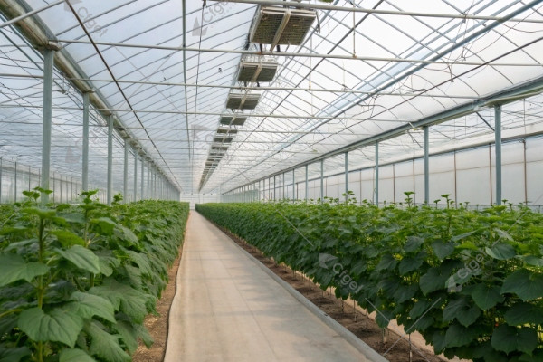 venlo greenhouse ventilation and screen layout dia (1)