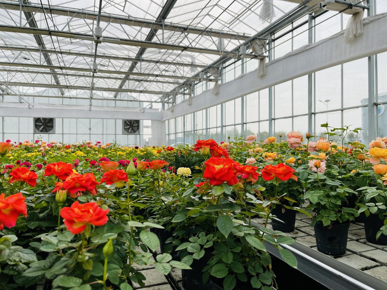 Configuration de serre selon la culture