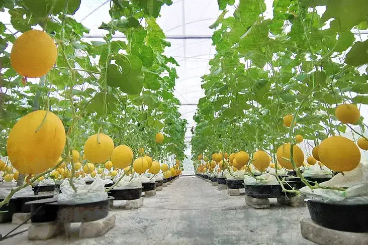 Greenhouse project image showing the kind of scope details buyers should confirm before evaluating tomato greenhouse mistakes to avoid. greenhouse project planning image for tomato greenhouse mistakes to avoid overview