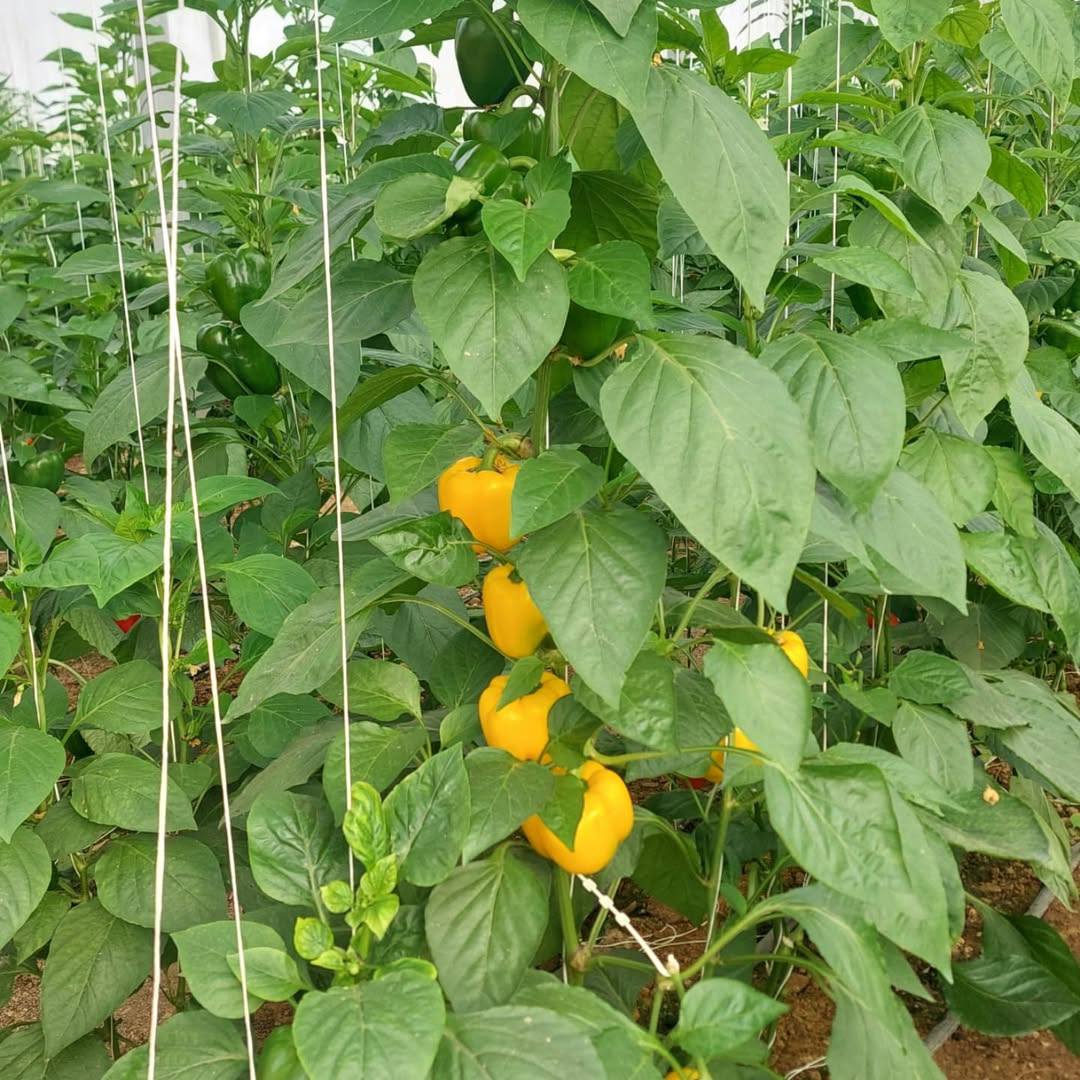 Nhà màng trồng rau