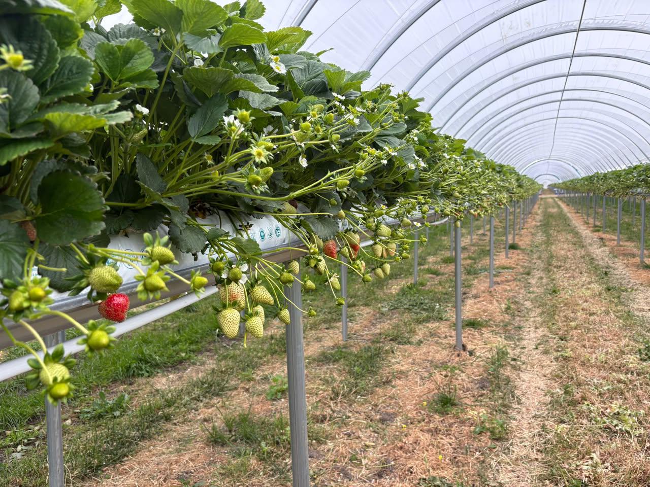 greenhouse project planning image for greenhouse CO2 enrichment safety detail