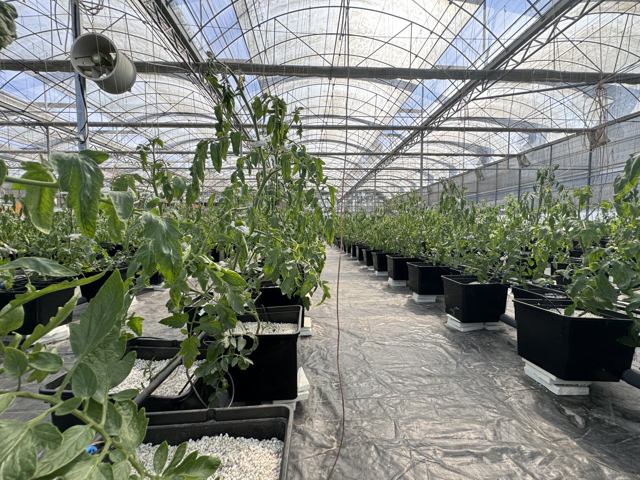 Drip irrigation lines serving container-grown tomatoes inside a commercial greenhouse